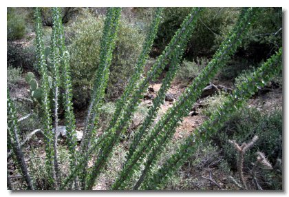 Tucson (12)   Ocotilla or Coach Whip